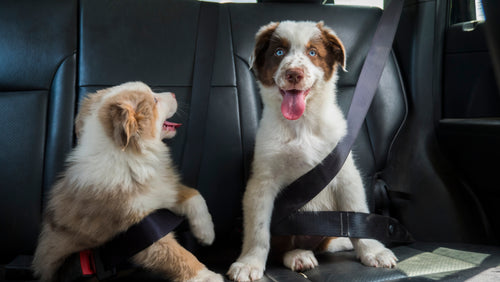 How to Choose a Harness and a Seat Belt for your Dog?